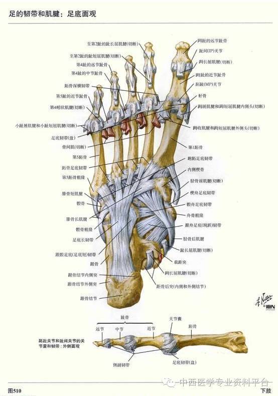 这个下肢解剖图谱,简直完美!