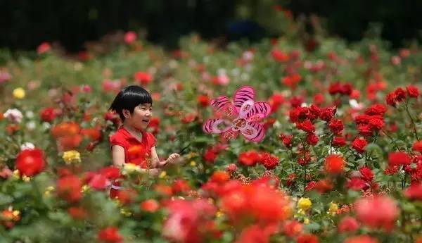 平阴城里人口_平阴玫瑰图片