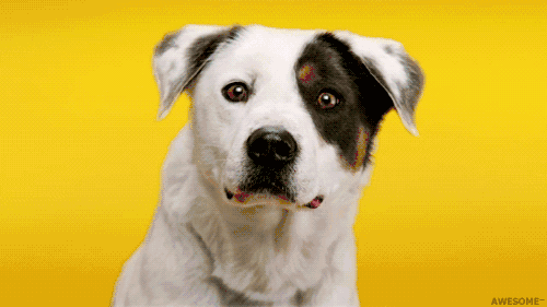 【学】狗狗牙齿的重要性有多少是你不知道的?