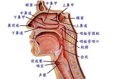 开水稀释),用牙签卷上棉球蘸盐水洗鼻孔,然后把药棉暂留鼻孔内,此时或