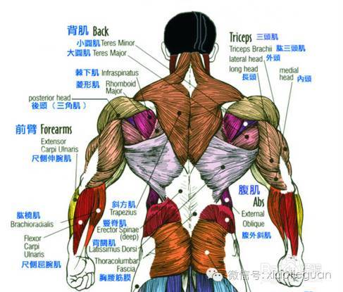 背阔肌位置 a8tulm8522923327855.jpeg