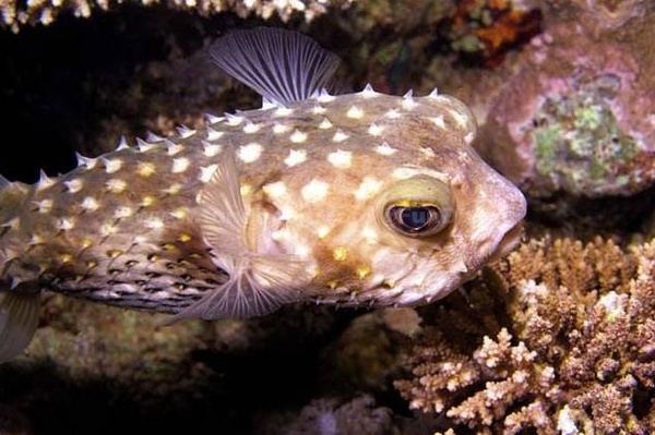 网纹短刺鲀(chilomycterus reticulatus) 而其他刺鲀科鱼类如刺鲀