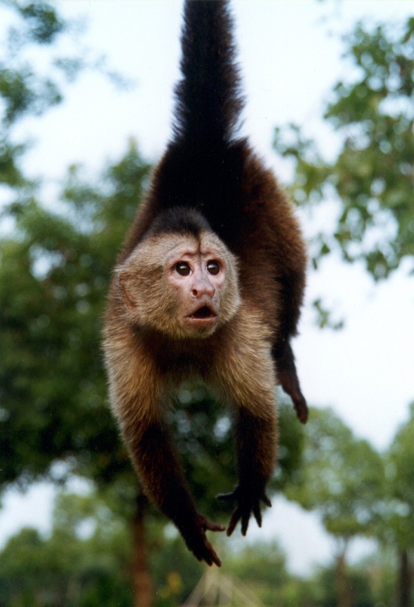 【动物小课堂]猴子精!别看我,说的就是你呢!