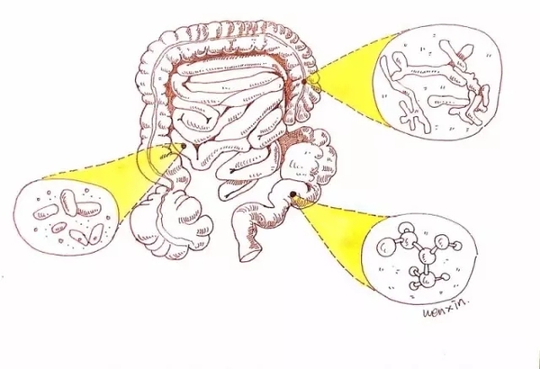 什么被称为人体的第二大脑 a3ku5f9736005382065.jpg