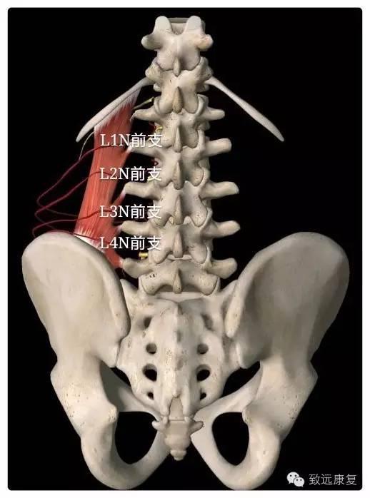 腰肋纤维——走形在腰椎横突至第12肋骨内侧缘,也是呈斜形状分布,也是