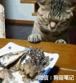 猫咪想偷吃桌子上的美味 被主人教训后的表情绝了
