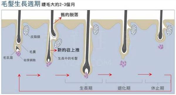 睫毛生长周期