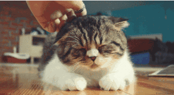 两张图看出你和你家猫咪的关系