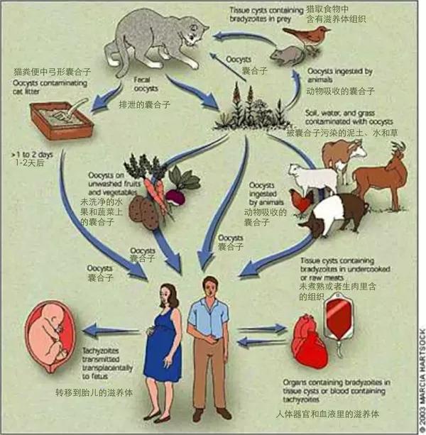拜托,首先,弓形虫的宿主基本是在猫身上,与狗无关!