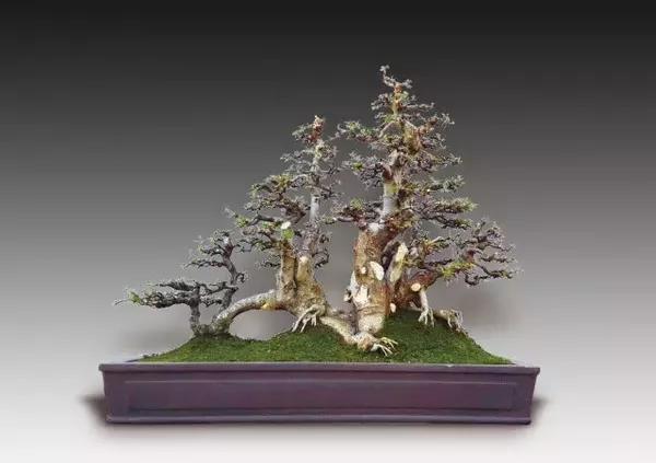 嘉信2016精品盆景拍卖会预览(3)