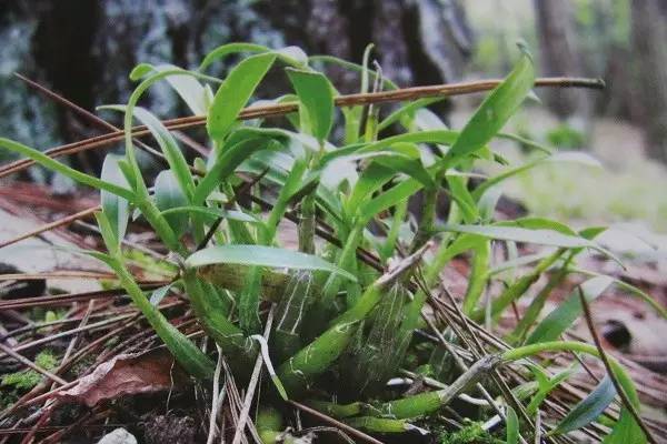 野生霍山石斛花