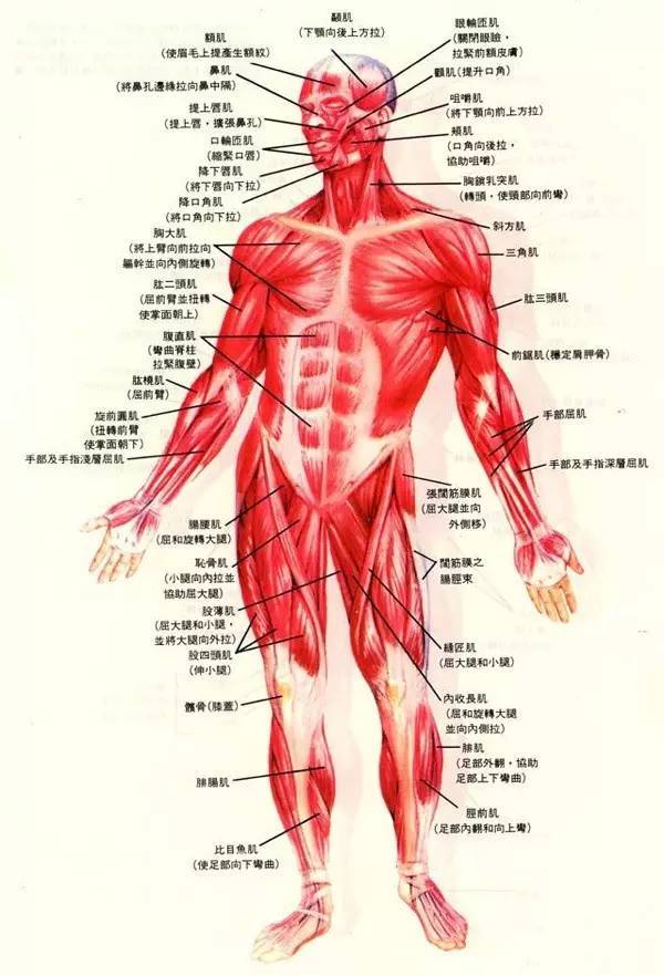 汉子也不例外) 游泳是锻炼全身肌肉的运动,但不同的泳姿锻炼的肌肉有