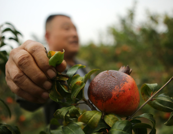 财经频道-手机搜狐别拿豆包不当干粮青菜萝卜各有所爱生活中石榴依然