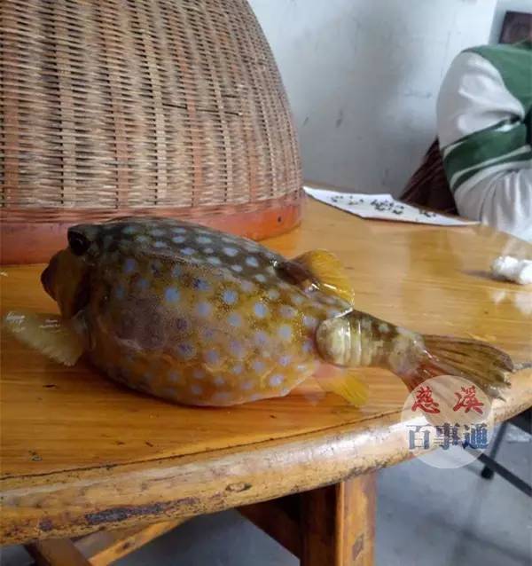现在最主要想知道是这条什么鱼?什么食性?有没有毒?