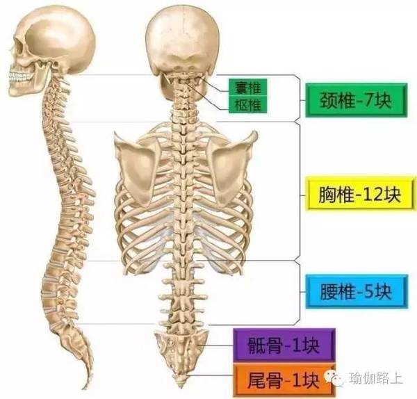 5个瑜伽体式,练出健康脊柱?