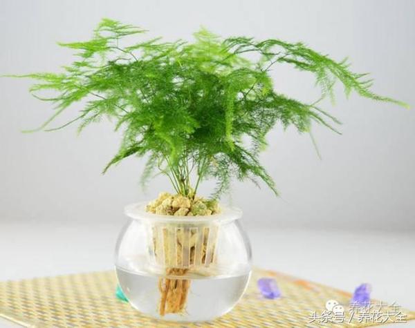 家里有这14种水培植物,不用费事就能养活!