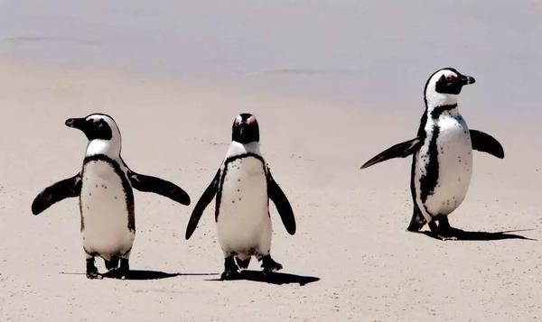 真不是逗你玩，非洲也有企鹅