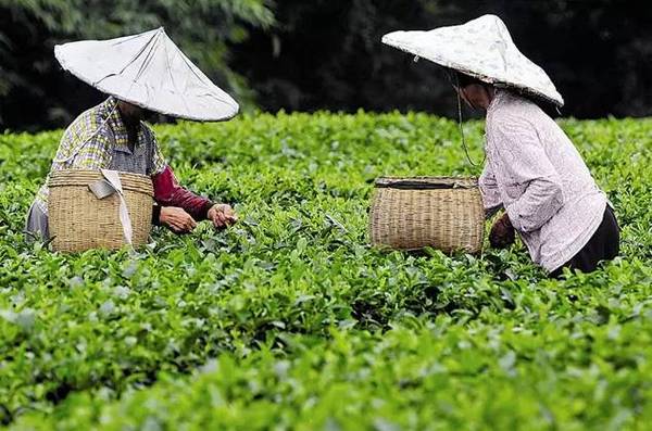 宜州出生人口_宜州凉菜(3)