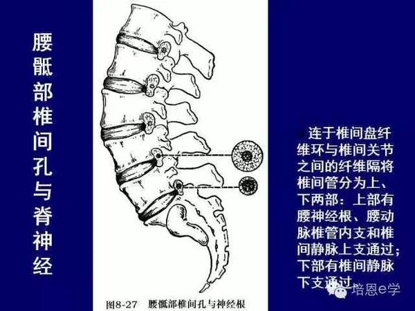 脊柱腰段解剖图(详细标注版 影像图片)