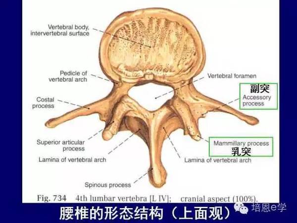 在腰椎侧位x线像上,根据椎上切迹矢径的大小,可大致估计侧隐窝的宽窄