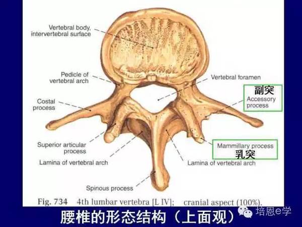 脊柱腰段解剖图(详细标注版 影像图片)