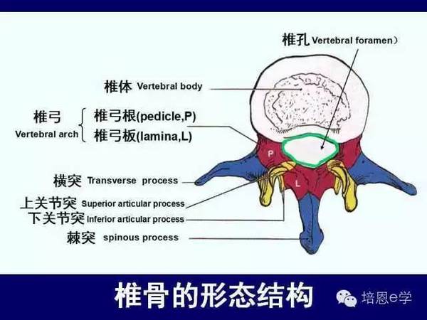 脊柱腰段解剖图(详细标注版 影像图片)