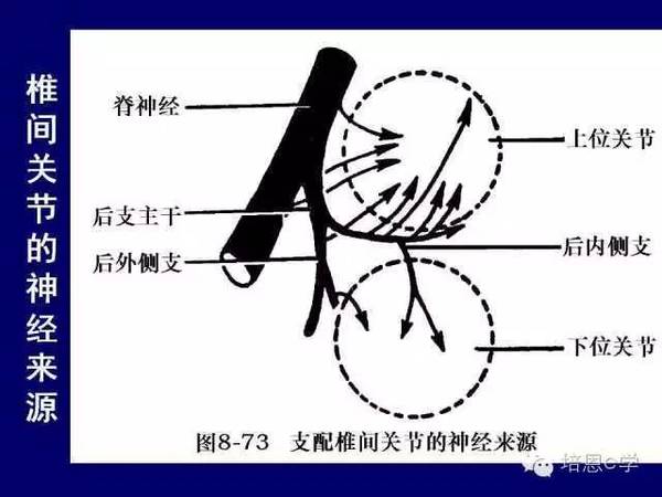 脊柱腰段解剖图(详细标注版 影像图片)