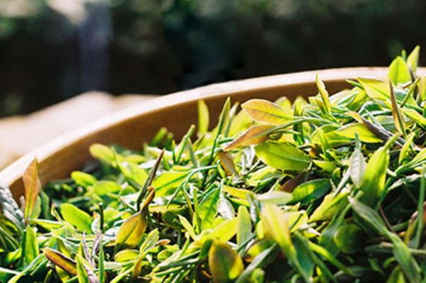 解读崂山绿茶的功效作用以及营养价值-资格考