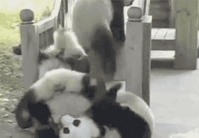 吃素的结果就是又胖又蠢