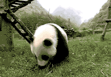 就连和猫咪的没什么血缘关系的远房亲戚大熊猫,也是这个德性.