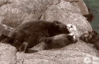 水獭宝宝躺妈妈肚上撒娇 萌坏网友