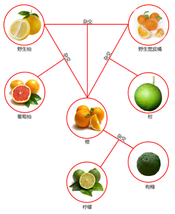 了解陈皮和桔子,橘子,柑子,橙子,柚子的区别