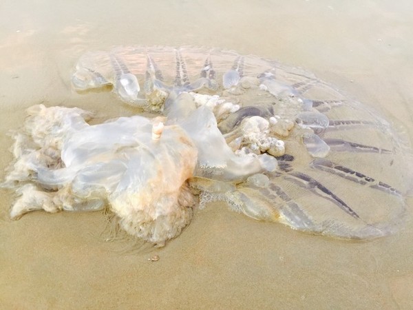 海边偶遇一搁浅的大水母,应该是沙蜇,没敢碰,据说碰了都会中毒,好可怖