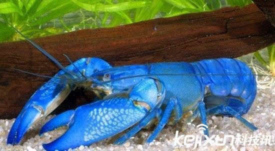 世界最珍贵蓝色龙虾 一只上百万