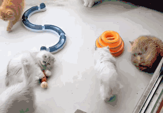 先来稍稍介绍一下:这是一位来自日本的