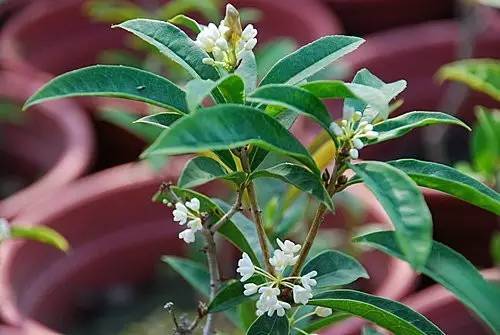在冬季给桂花换土的时候