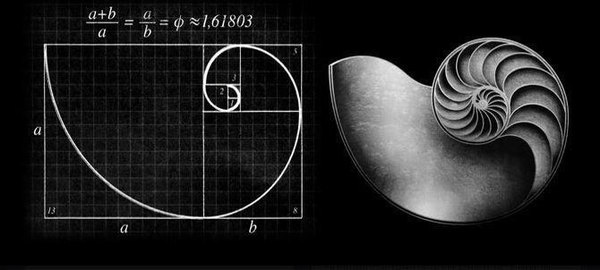 斐波那契螺旋线:黄金比例的实际应用
