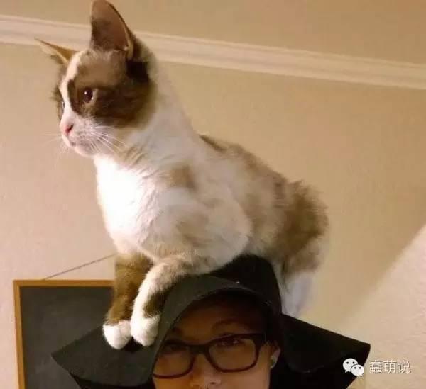我想还是来听听专家们的专业解答吧 以总体来说,猫咪喜欢待在高处