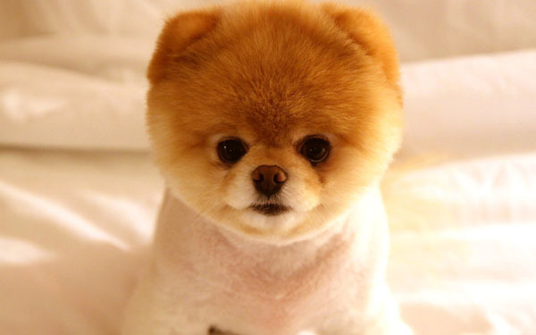 萌宠图片第75期:小小汪星人萌萌哒