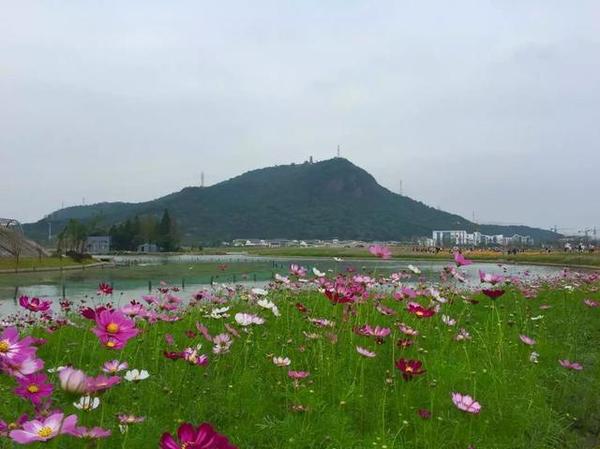 杭州人不能错过 湘湖三期花海美艳斗过春季