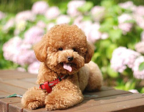 什么叫做失格狗狗 a3stak74754810775596.jpg