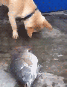 224_290gif 动态图 动图