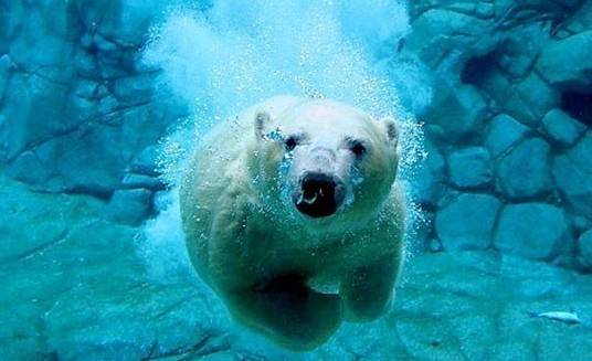 南极有北极熊吗,同是极地，为什么南极出企鹅，北极出北极熊？