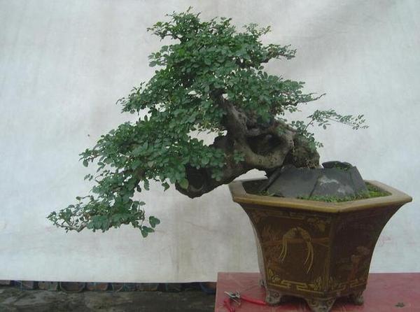 对节白蜡树桩盆景的造型方法!