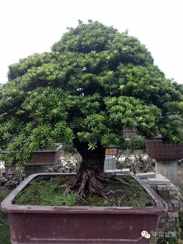 重阳"踏秋"赏盆景