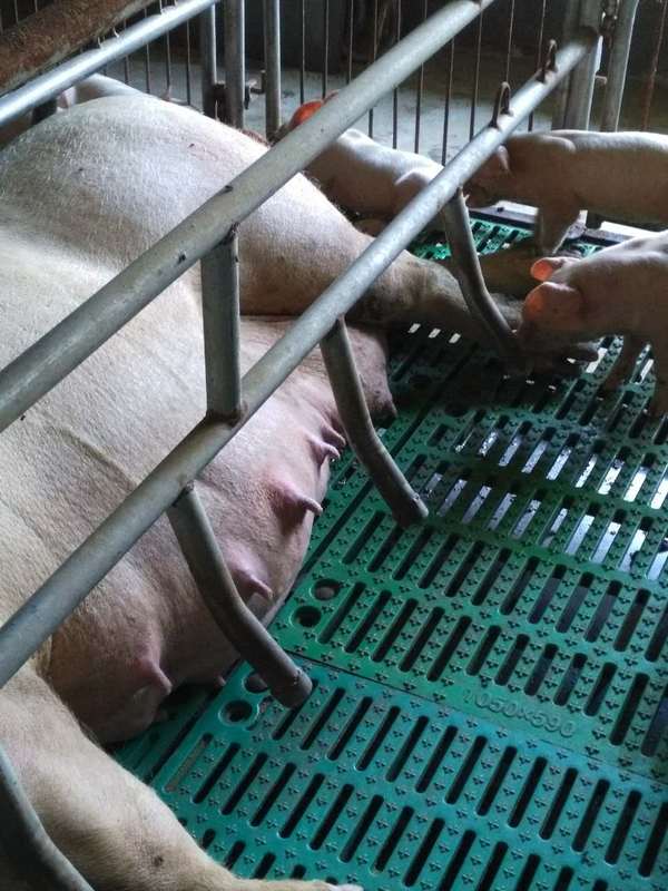 规模化猪场通病—母猪脂肪泻案例实证