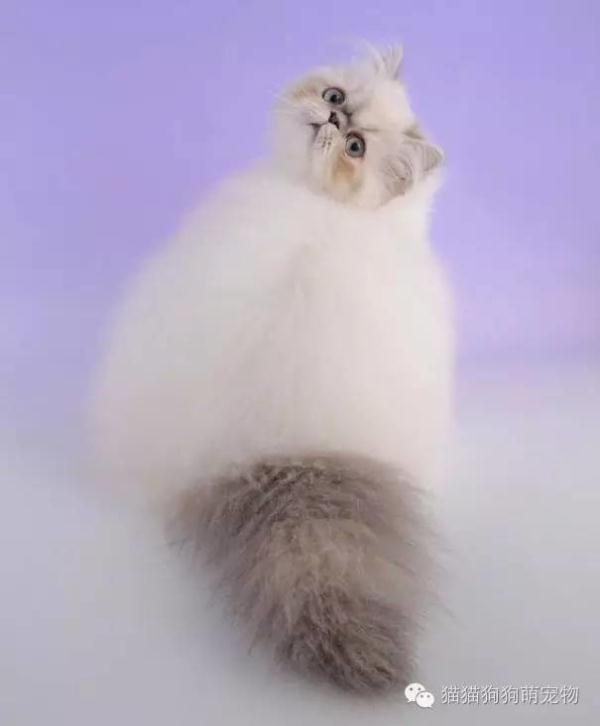 怎么看小猫有没有折耳 a0gdub34738706474596.jpg