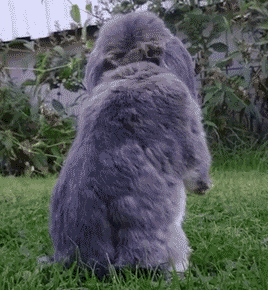 搞笑gif图:喵星人就你这熊样,如何指望你捉老鼠呀