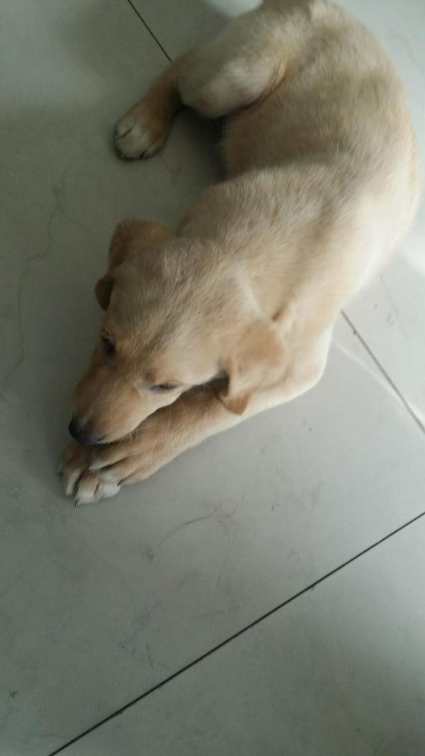 犬瘟热自治日记(第十天)狗狗生病前都有哪些征兆