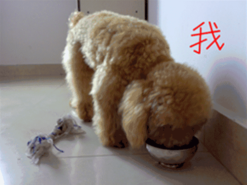 海信广场双11开启 | 1场折扣狂欢 万余尖货 泰迪抱回家 4场特卖 6大